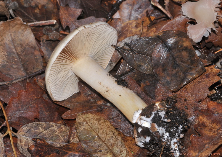 Escursione del tardo autunno nelle colline chiantigiane